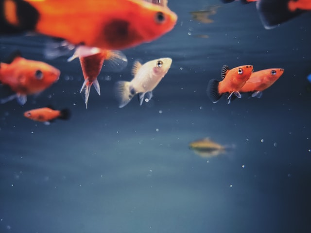fish in water